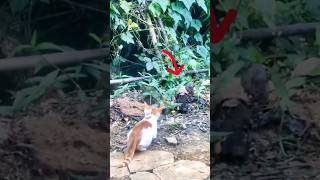 cat ka shikar foryou subscribe shortsfeed trending cat rat viralvideo newyoutube [upl. by Baldwin]