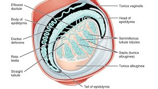 Covering of testis l Male Reproductive System  नर जनन तंत्र  Male reproductive system Anatomy [upl. by Amik]