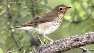 Swainsons Thrush Song [upl. by Asenej]