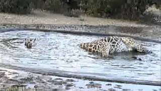 Giraffe falls into water  KRUGER [upl. by Avelin]