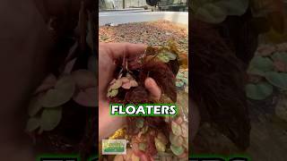 Red Root Floaters Experiment PART 3 [upl. by Erkan]