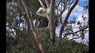 White Cockatoos then Apostlebirds remove Goanna from gum trees [upl. by Abercromby240]