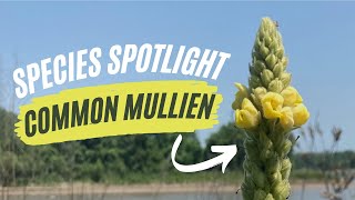 Species Spotlight  Common Mullein Verbascum thapsus L [upl. by Sartin]