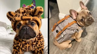 The funniest French Bulldog video  Frenchie compilation [upl. by Fariss]