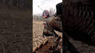 CRAZY Reverse Angle Turkey Archery Shot 🤯 turkey archery slowmotion decoy painting meat [upl. by Boothe832]