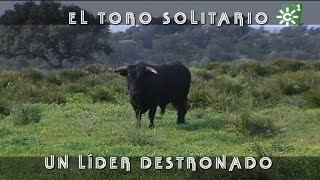 Toros de Cuadri toro pegón solitario líder destronado  Toros desde Andalucía [upl. by Labanna89]