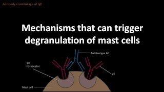 Mast cell degranulation mechanisms [upl. by Ender32]