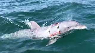 US Navys MineHunting Dolphin Returning From Mission [upl. by Ferris]