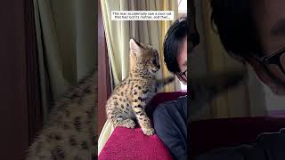 This man rescued a poor serval cat and then serval cat short [upl. by Alvita]