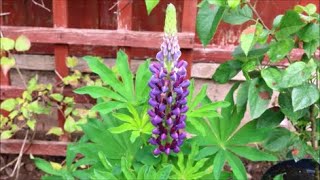 How to Grow Lupins from Seed [upl. by Bean49]