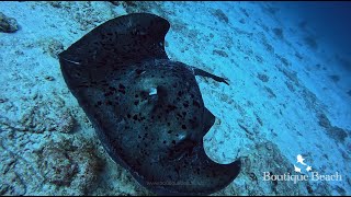 131124  Dives at Kudima Wreck amp Dhigurah Arches South Ari Atoll  Maldives [upl. by Stillman948]