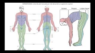 Somatosensorial parte 3 vías [upl. by Leake750]