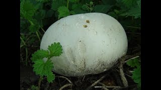 Giant Puffball Ring Calvatia gigantea Giant edible mushrooms UK [upl. by Yenffit]