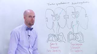 Tractus spinothalamicus og bakstrengsbanen [upl. by Nosille]