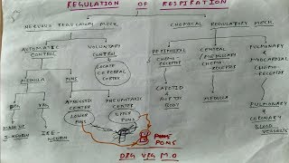 Regulation of respiration 1  TCML [upl. by Ettesoj]