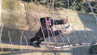 How to prune and grow grapes vine on a pergola and arbor [upl. by Washington]