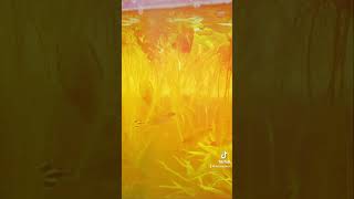 Feeding Fish Frozen Bloodworms feedingtime bloodworms communityfishtank fishtube [upl. by Massab657]