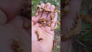 What the heck Lobster moth larvae [upl. by Tori]