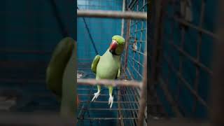 parrot lover friends dakho amar Bonar sata sani kotha bolcha [upl. by Sidell]