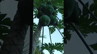 1008 papayas fruit tree florida September 2024 [upl. by Issim]