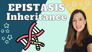 EPISTASIS Alevel Biology Inheritance Genetic crosses showing how one gene masks another [upl. by Airehtfele]