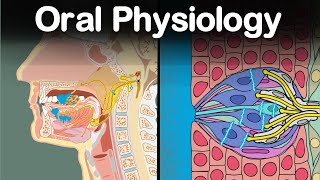 Oral Physiology Mastication Gustation Salivation Deglutition [upl. by Arema]