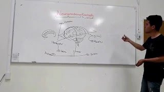 Cortes y caras en neuroanatomía [upl. by Anaibib144]