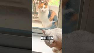 The kitten outside the window 🙏cat rescue story cute shortvideo pets [upl. by Eleanor623]