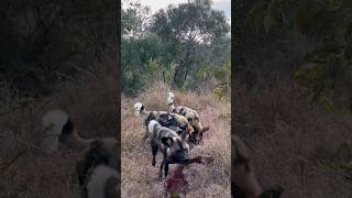 Wild Dogs steal from🔥 hyena animals hunting wildlife nature shortsfeed shortsvideo viralvideo [upl. by Aipmylo]