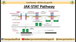 JAKSTAT Signaling pathway  Cell Signaling [upl. by Pierre]