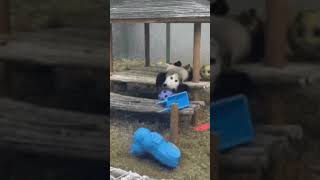 Clumsy Panda Compilation 🐼😂 [upl. by Acherman]