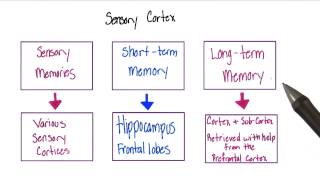 Sensory cortex  Intro to Psychology [upl. by Sapphera]