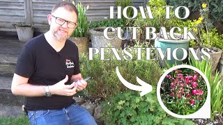 Cutting Back Penstemon Plants in Spring  How to Prune Penstemons [upl. by Sheeb812]