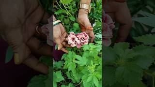 Three verity s of adhiniyam flowers🌸🌺🌻🌹🌷🌼💐trending gardening naturesgarden [upl. by Amrita]