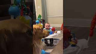 Baby Gets the Giggles Simply Looking at Golden Retriever [upl. by Snook]