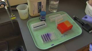 How to stain biofilms in a 96well plate [upl. by Bowles934]