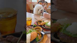 【犬同伴室内可カフェ】能勢町 GRILLampCAFE山ノ辺 ハンバーグ 犬同伴可 ビションフリーゼ bichonfrise [upl. by Adnohsak]