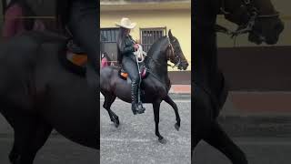 Las mejores cabalgatas🇨🇴 colombia parati caballofino caballocriollo caballosdepasofino [upl. by Gates]