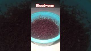 Aquarium Fish Breeding Food  Bloodworm  Aquatic Live Food Pk [upl. by Ttereve180]