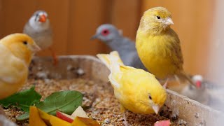 Finch and Canary Song from Outdoor Aviary ✨🎶 [upl. by Novled177]