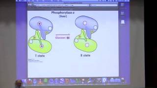 Kevin Aherns BiteSized Biochemistry 25  Glycogen Metabolism [upl. by Plafker813]