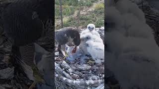 P223 Review birds nest life mom birds brings food to feed her babies in their nest birdslover [upl. by Nadabas905]