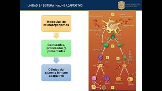 Inmunología para veterinarios Antígenos [upl. by Varipapa795]