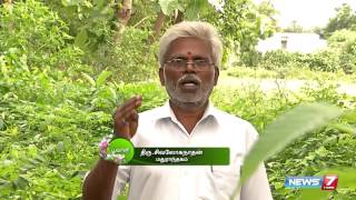 Grow Thuthi herb at your Garden  Cure stomach Ulcer Naturally  Poovali  News7 Tamil [upl. by Acimehs]