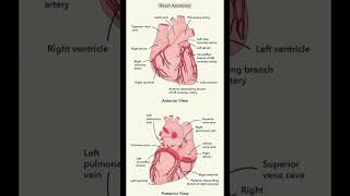 Heart anatomy and physiology  Heart diagram  Heart structure  short youtube shortfeed [upl. by Fairman]