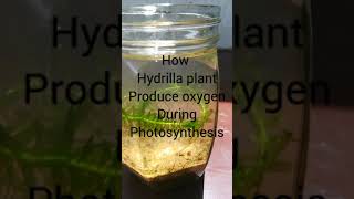 How hydrilla plant produce oxygen during photosynthesis Shorts [upl. by Acemaj499]