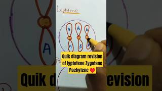 Quick diagram revision of lyptotene ZygotenePachytene praphase 1shorts neet aiimsviral [upl. by Suzetta51]