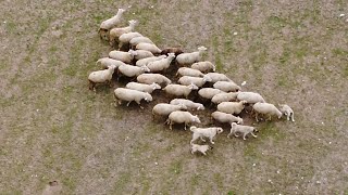 KANGAL ÇAVUŞ KOMŞUMUZUN ÇOBANSIZ SÜRÜSÜNE SAHİP ÇIKTI DRONLE İZLEDİM [upl. by Kenimod]