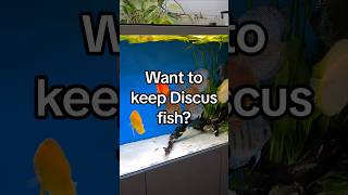 Discus Fish The Ultimate Guide to a Successful Aquarium Setup [upl. by Pammy489]