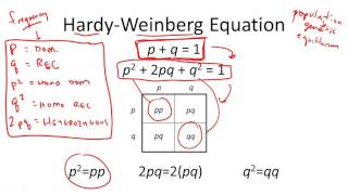 HardyWeinberg Equation [upl. by Ness]